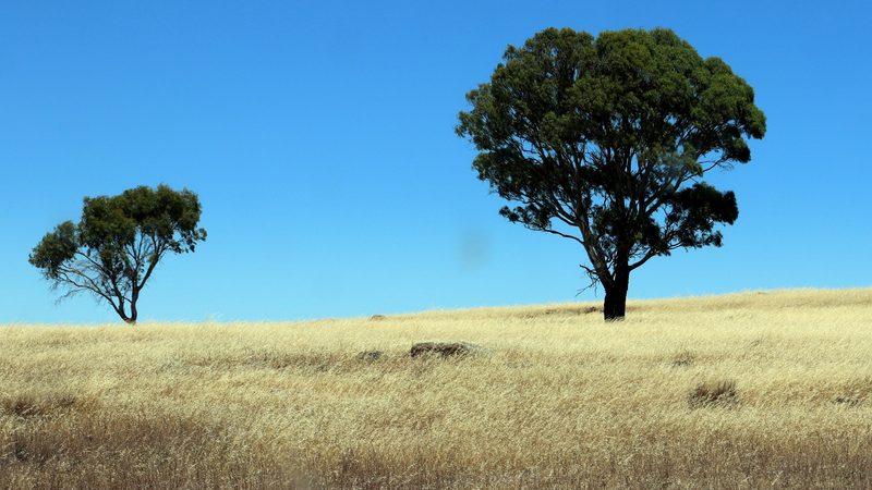Two gum trees standing in bleached golden grass under a hard blue Australian sky